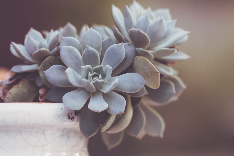 Pale blue-green succulents growing in a white pot