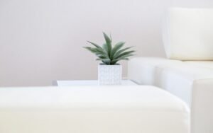 Small spiky houseplant in a white pot on a coffee table