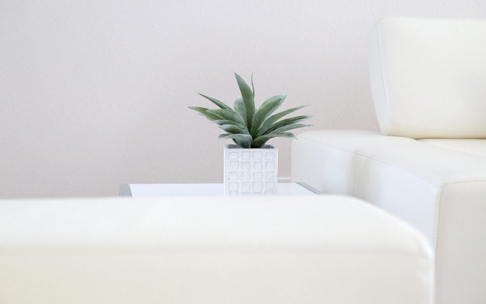 Small spiky houseplant in a white pot on a coffee table